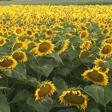 Sausalblick בית נופש *