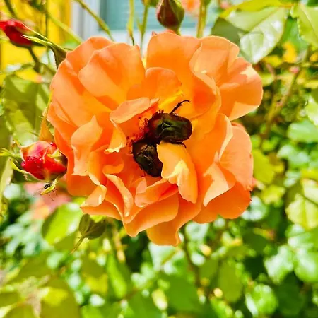 בית נופש Sausalblick