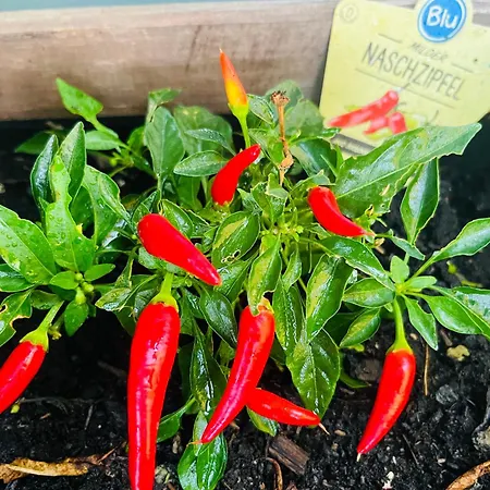 Sausalblick * Großklein