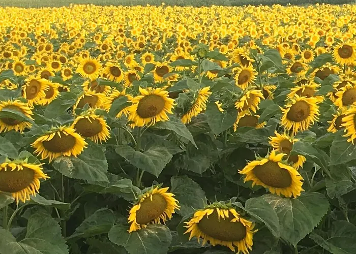 Sausalblick Vakantiehuis *