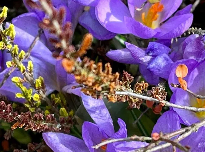 度假居 Sausalblick *