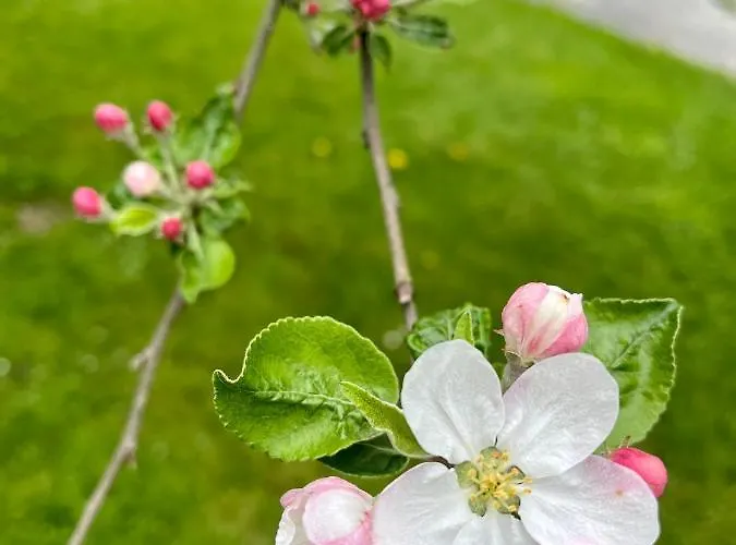 度假居 Sausalblick