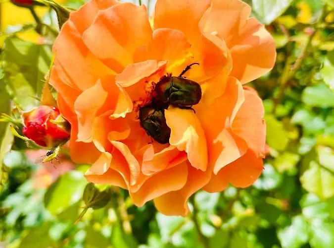 度假居 Sausalblick