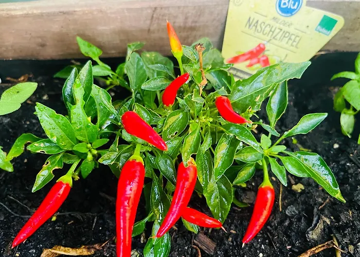 Sausalblick * Großklein